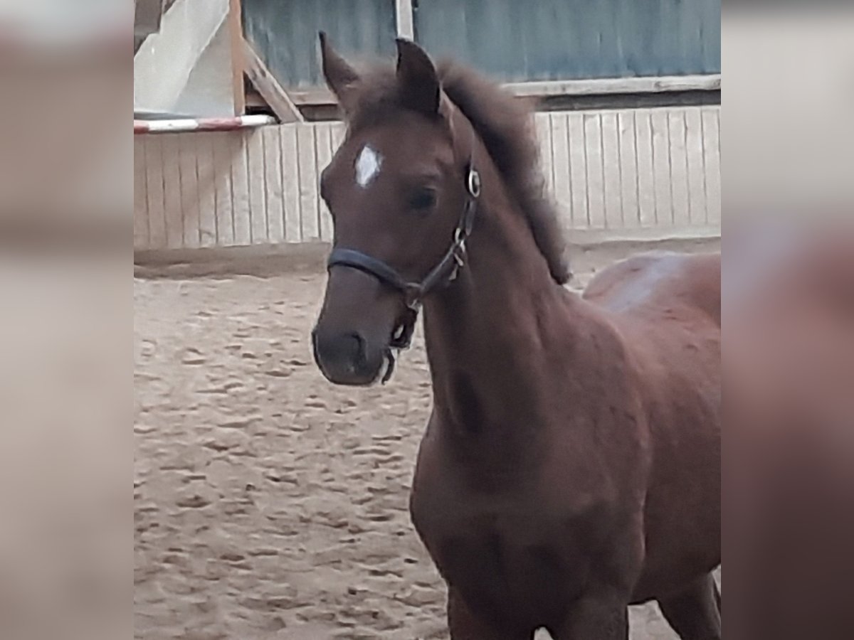 German Sport Horse Mare Foal (04/2024) Chestnut in Wiesbaden