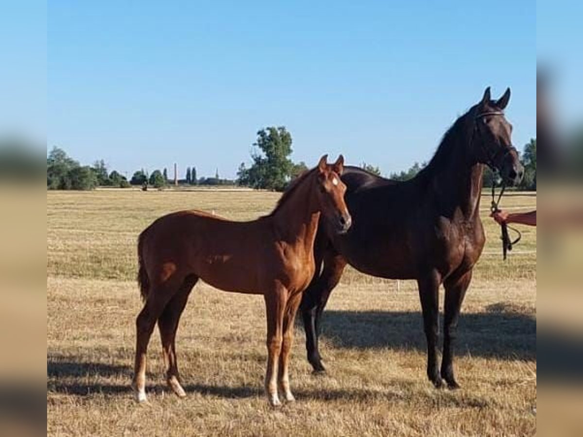 German Sport Horse Mare Foal (04/2025) Chestnut-Red in Sch&#xF6;nebeck (Elbe)