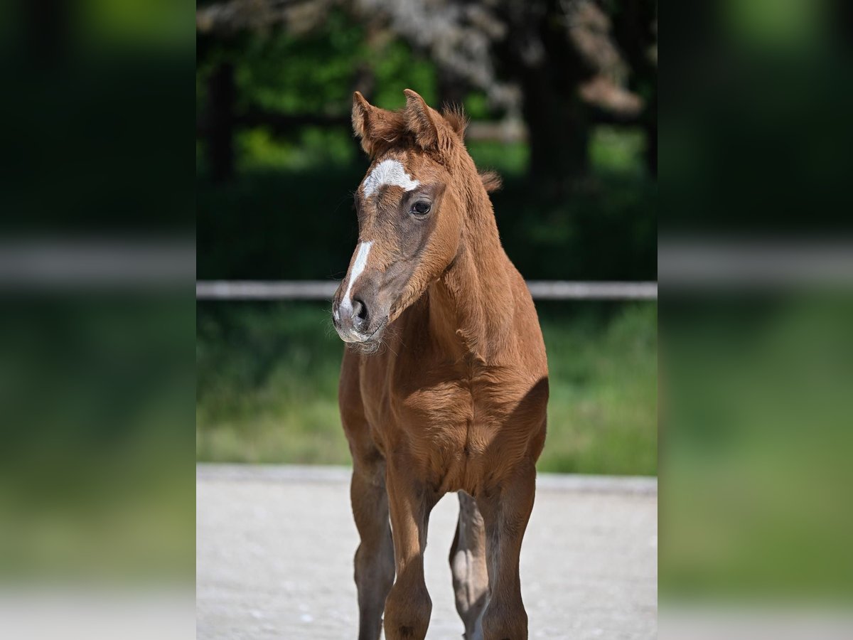 German Sport Horse Mare  Chestnut-Red in Weil