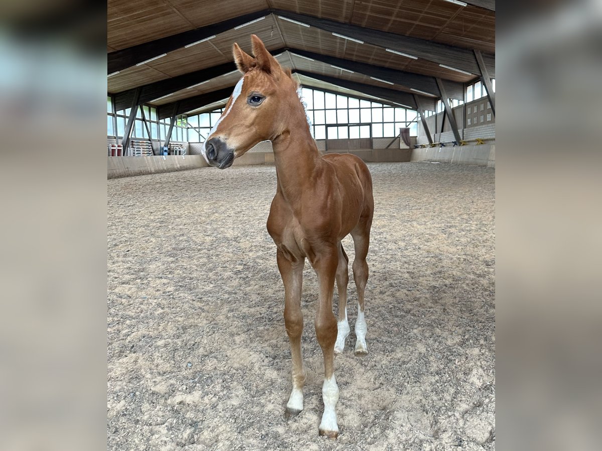 German Sport Horse Mare Foal (05/2024) Chestnut-Red in Heinersreuth