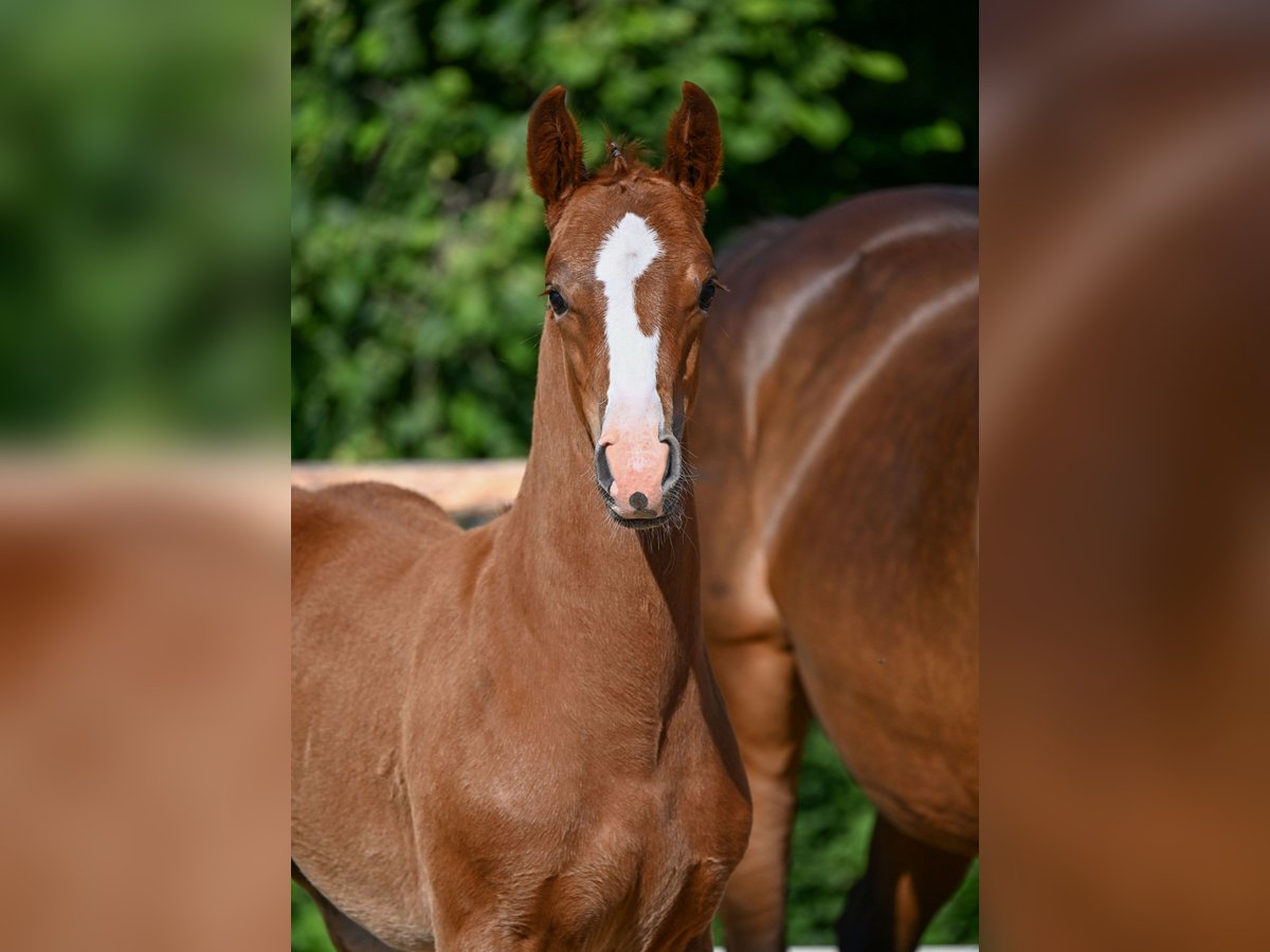 German Sport Horse Mare  Chestnut-Red in Hohenpei&#xDF;enberg