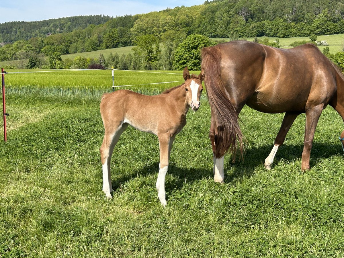 German Sport Horse Mare  Chestnut-Red in Gro&#xDF;schirma