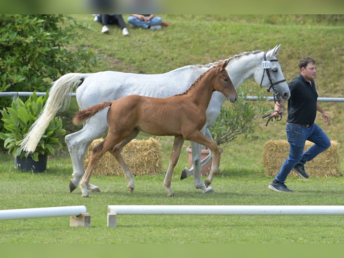 German Sport Horse Mare Foal (04/2025) Chestnut-Red in Fronhofen