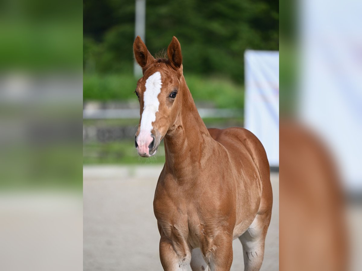 German Sport Horse Mare Foal (04/2024) Chestnut-Red in Leonberg