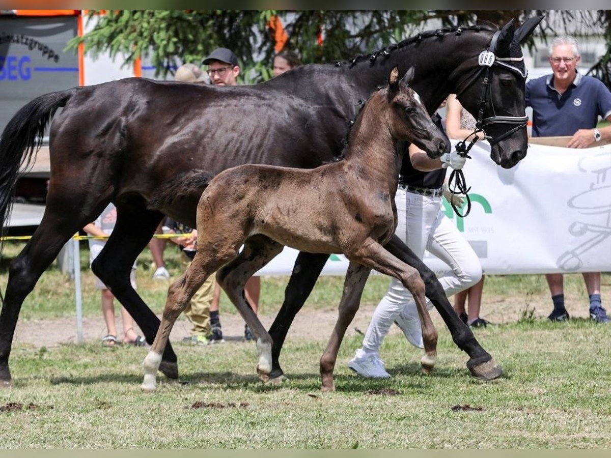 German Sport Horse Mare Foal (05/2025) in Fronhofen