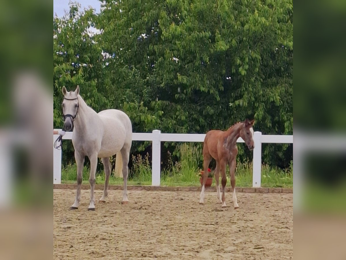 German Sport Horse Mare  Gray in Amtsberg