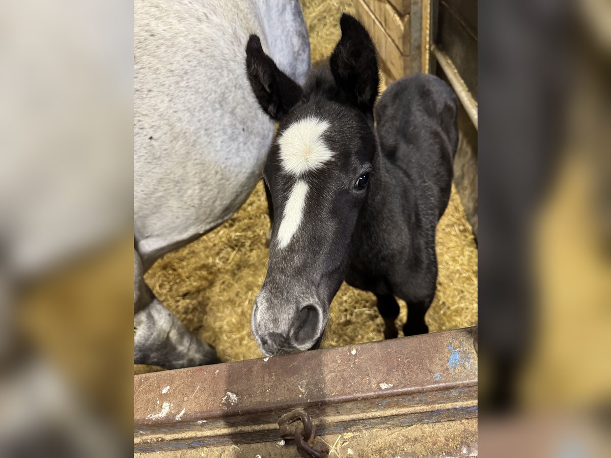 German Sport Horse Mare Foal (04/2025) Grey in Hardthausen am Kocher