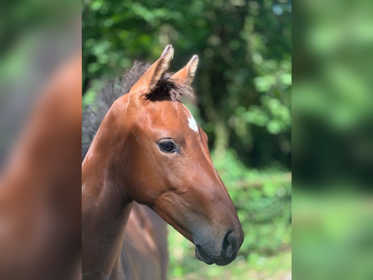 German Sport Horse Mare Foal (04/2025) in Neustadt (Dosse)