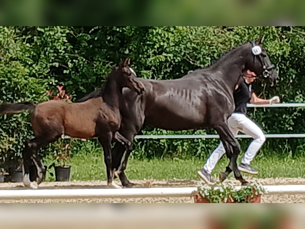 German Sport Horse Mare Foal (02/2024) in Dettingen an der Iller