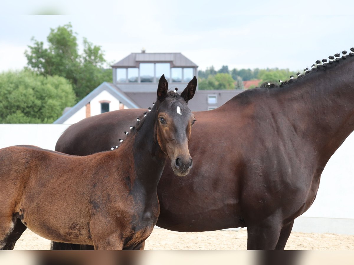 German Sport Horse Mare Foal (04/2024) Smoky-Black in Moritzburg