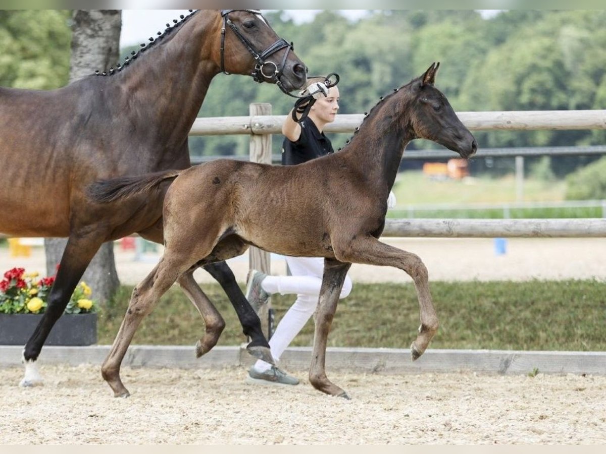 German Sport Horse Mare Foal (05/2025) Smoky-Black in Fronhofen
