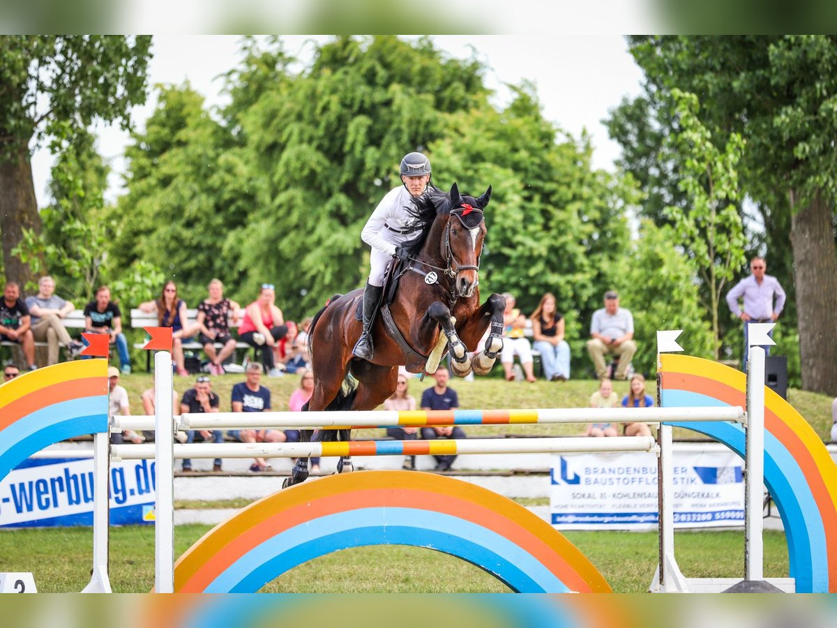 German Sport Horse Stallion 14 years 17,2 hh Bay-Dark in Zibberick