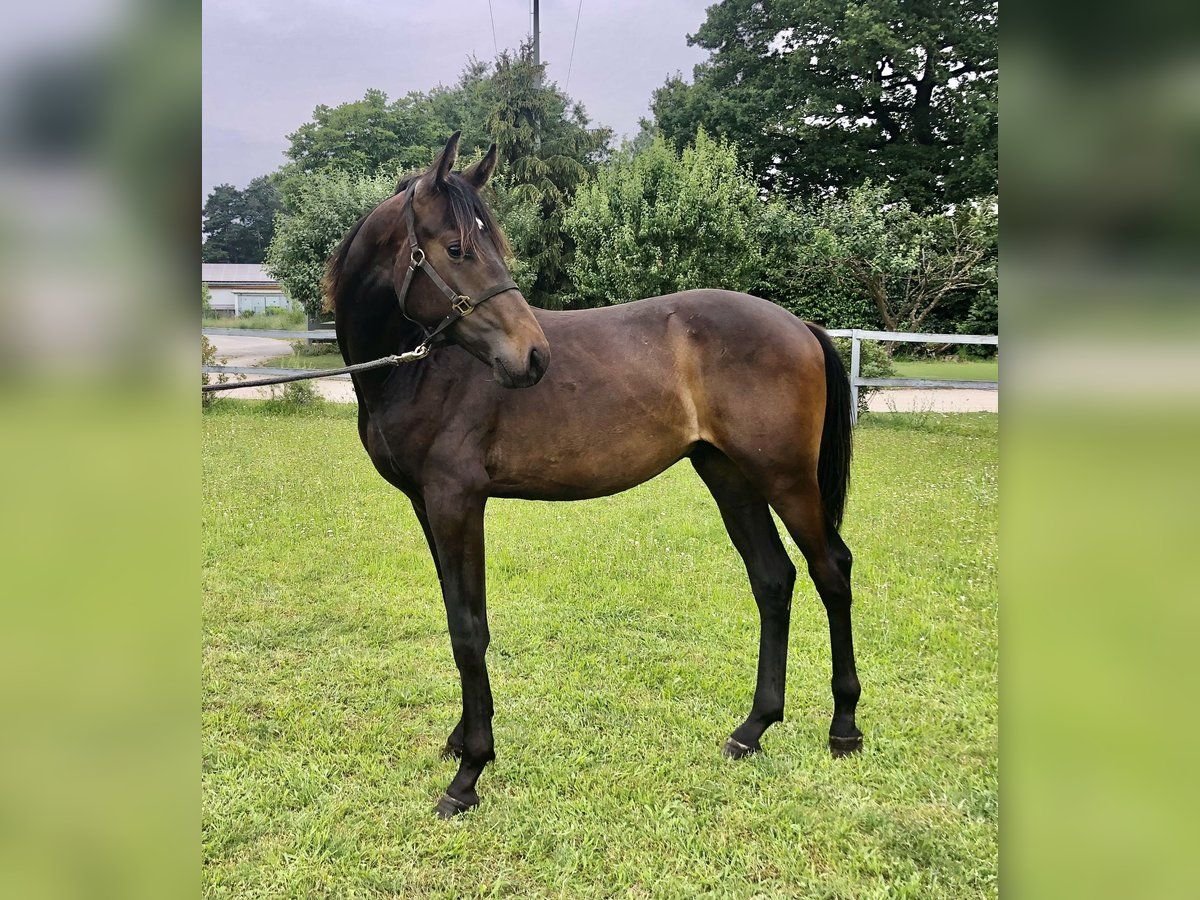 German Sport Horse Stallion 1 year 16,3 hh Smoky-Black in Freystadt