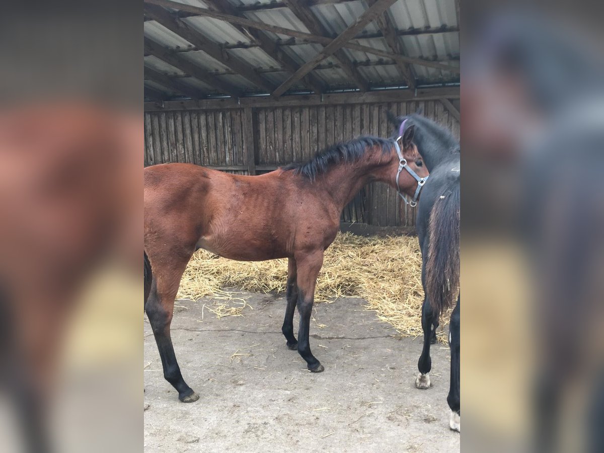 German Sport Horse Stallion 1 year 16,1 hh Brown in K&#xF6;nigsmoos