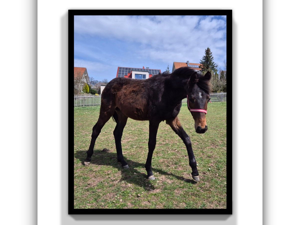 German Sport Horse Stallion 1 year 16,1 hh Brown in Tann