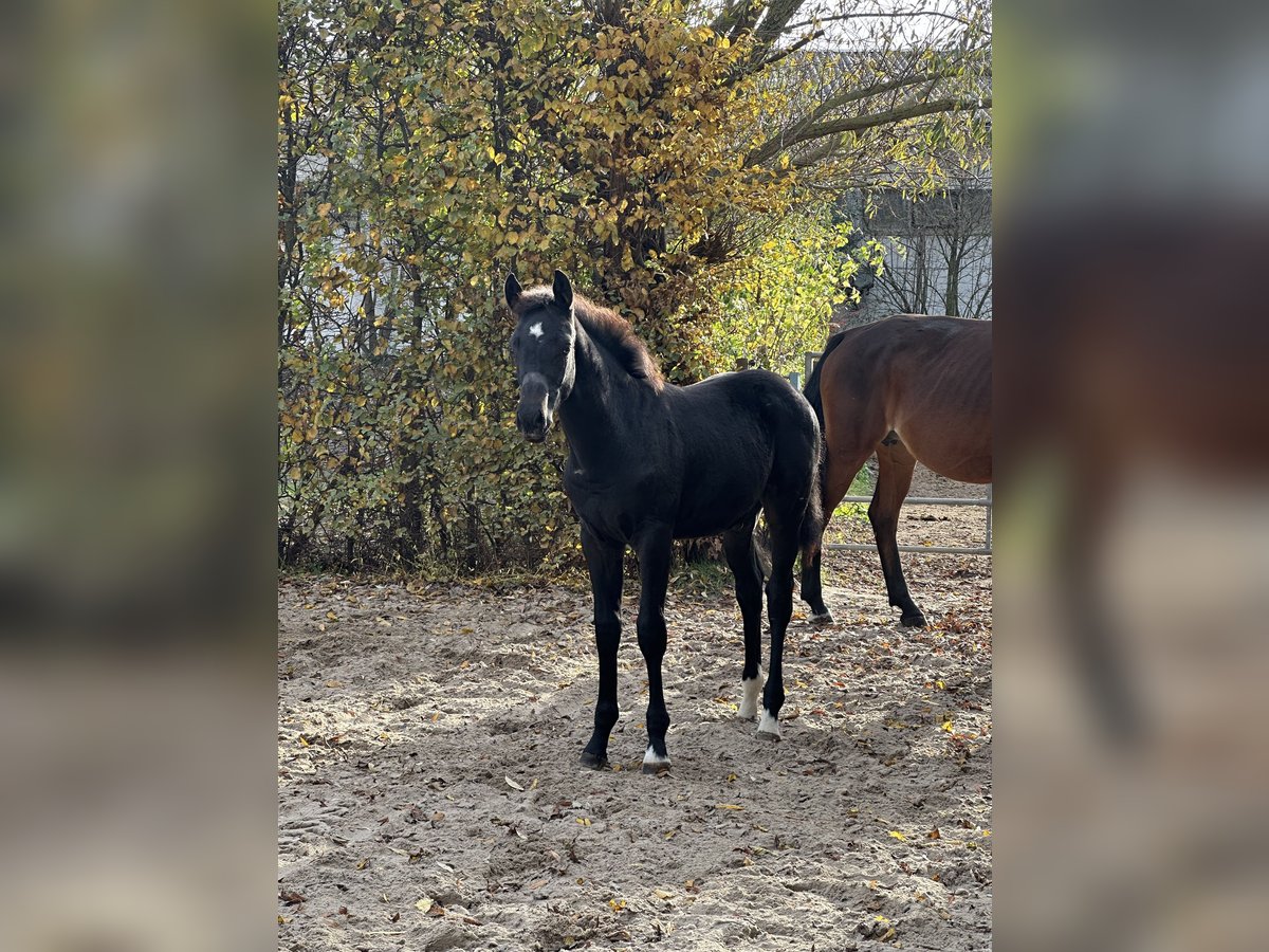 German Sport Horse Stallion 1 year 16,2 hh Black in Sitzenroda