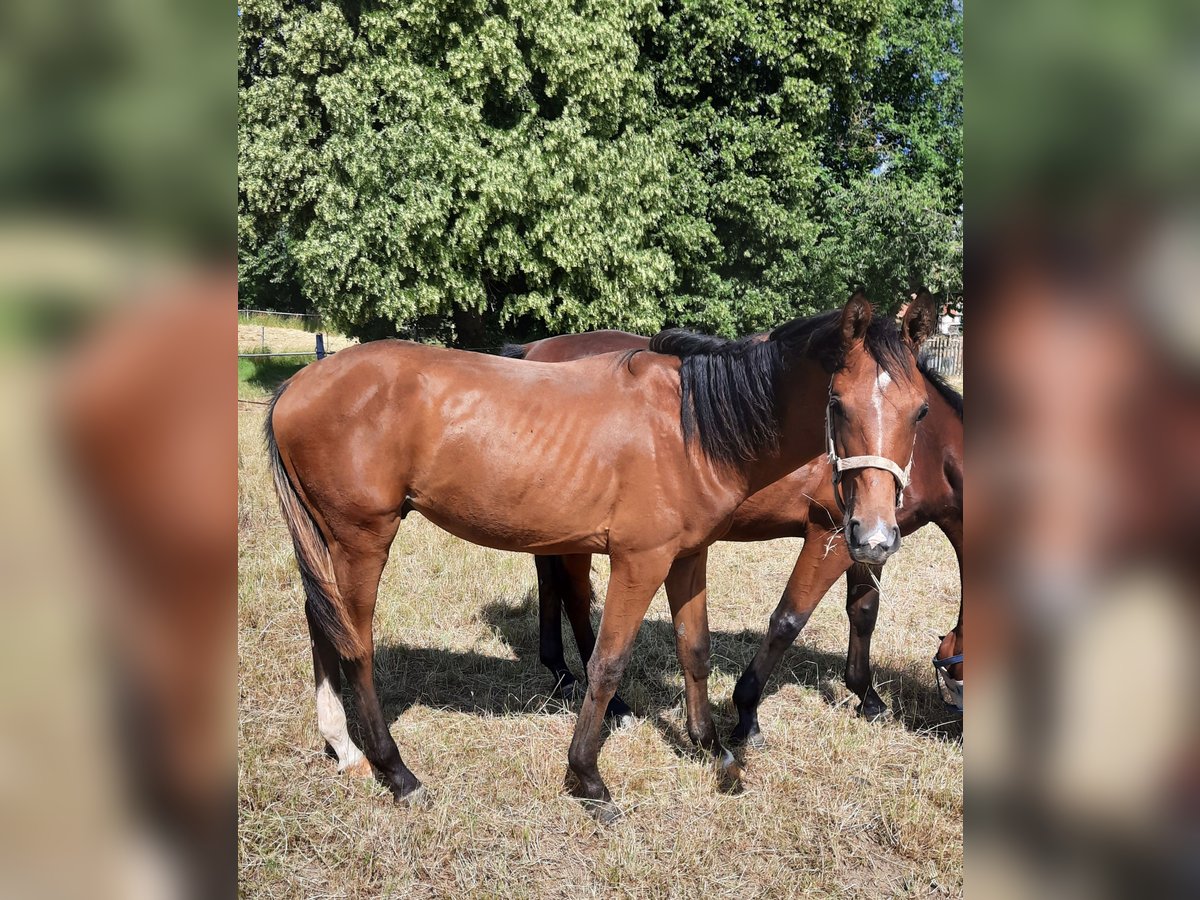 German Sport Horse Stallion 1 year 16,3 hh Brown in Ilmtal-Weinstra&#xDF;e
