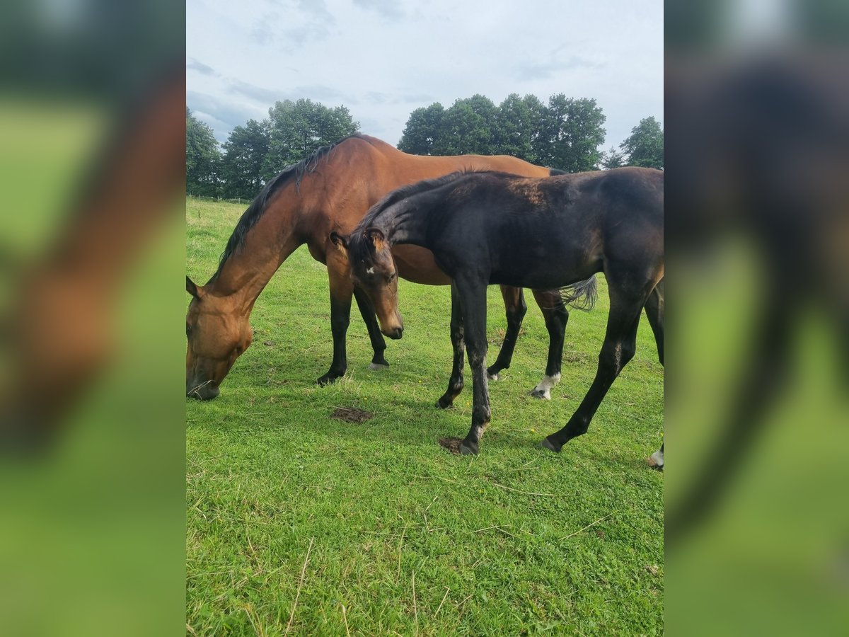 German Sport Horse Stallion 1 year 17 hh Bay-Dark in Burgstall