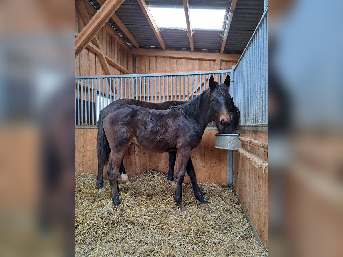 German Sport Horse Stallion 1 year Bay-Dark in Greding