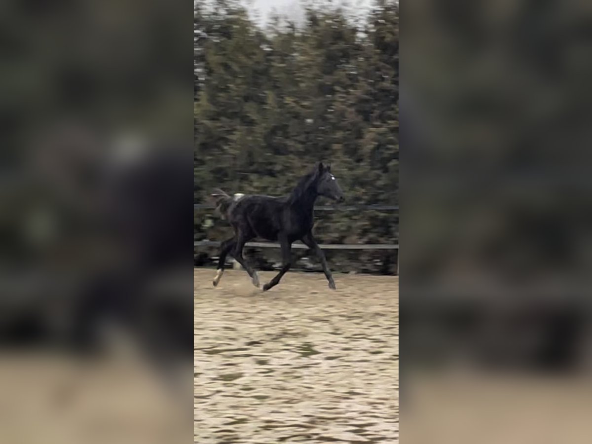 German Sport Horse Stallion 1 year Black in Herzlake