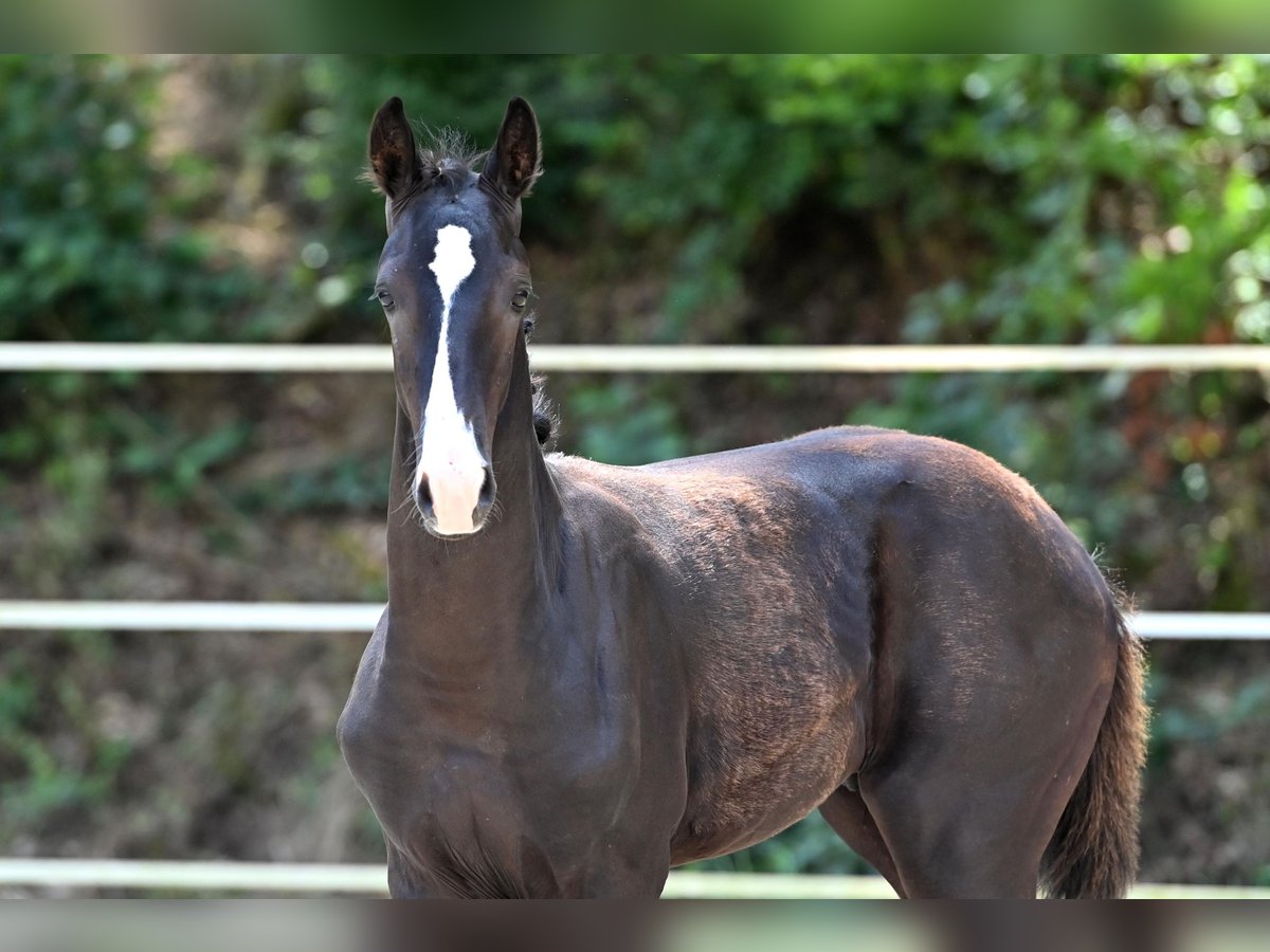 German Sport Horse Stallion 1 year Black in Niederstetten