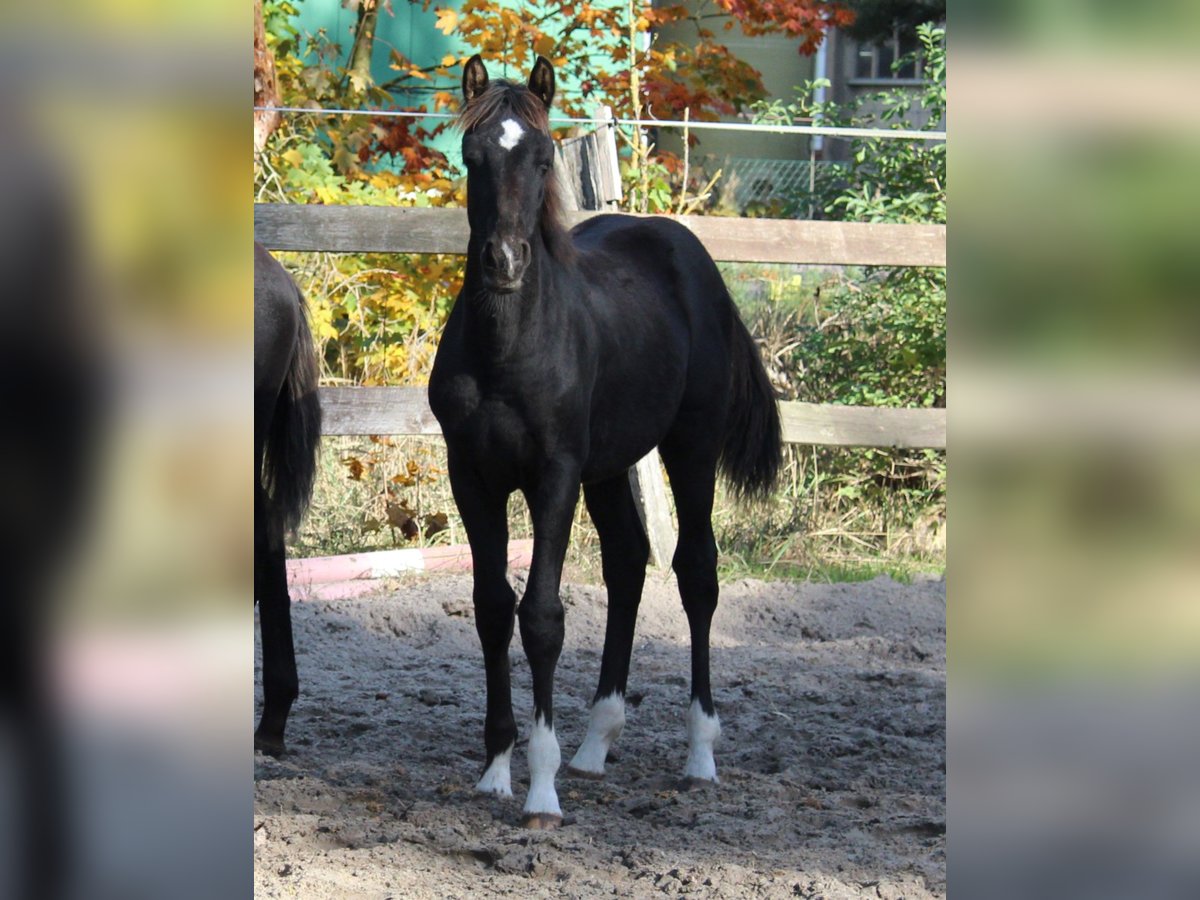 German Sport Horse Stallion 1 year Black in Sandbeiendorf