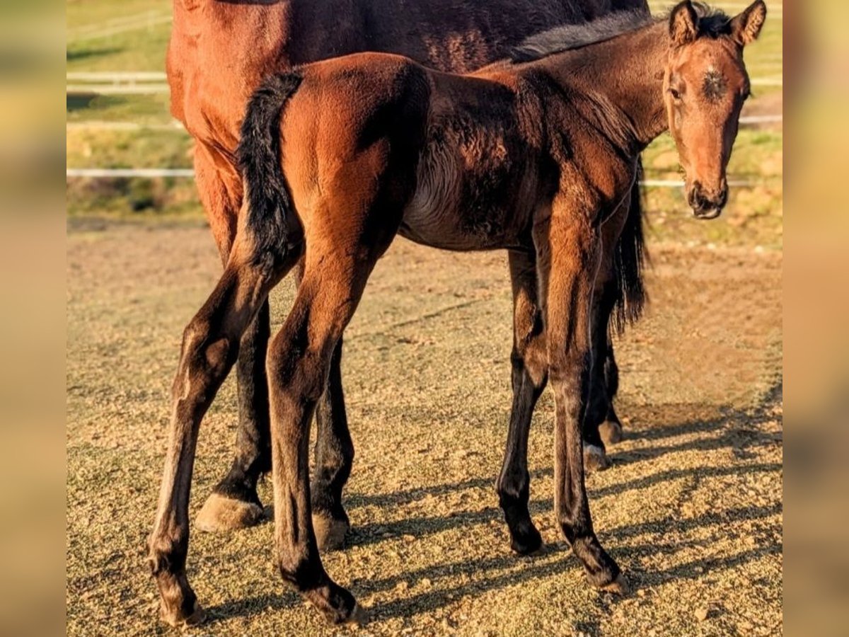 German Sport Horse Stallion 1 year Brown Falb mold in Steinach