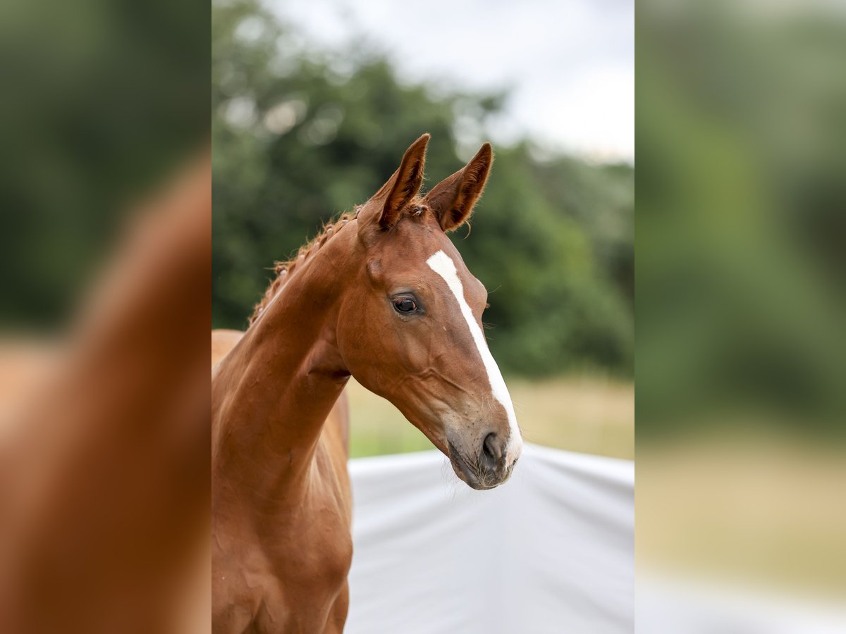 German Sport Horse Stallion 1 year Chestnut-Red in Illertissen