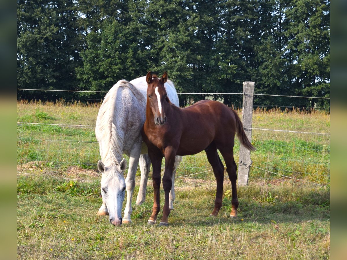 German Sport Horse Stallion 1 year Chestnut in Grabow