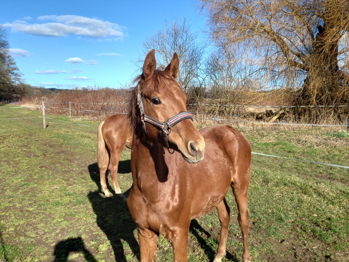 German Sport Horse Stallion 1 year Chestnut in Grimma
