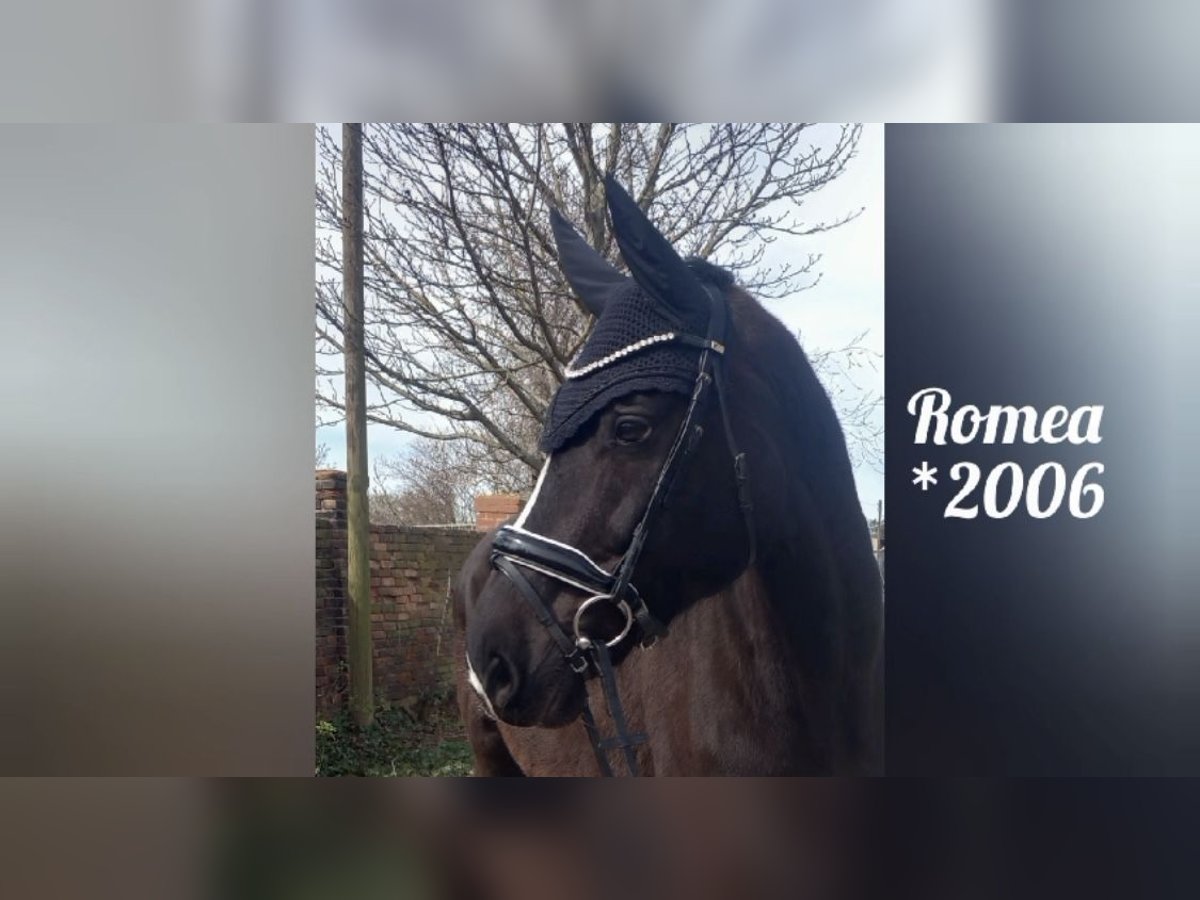 German Sport Horse Stallion 20 years 16,1 hh Black in WengelsdorfWeißenfels