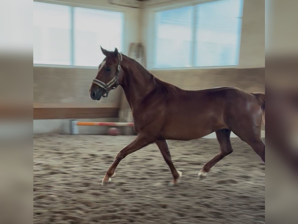 German Sport Horse Stallion 25 years 16,1 hh Chestnut-Red in Karlsfeld