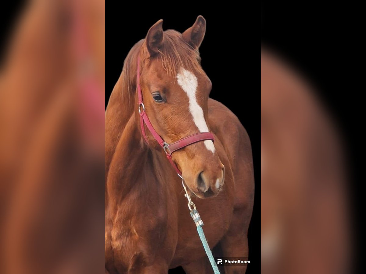 German Sport Horse Stallion 2 years 15,2 hh Chestnut-Red in Kloster Lehnin