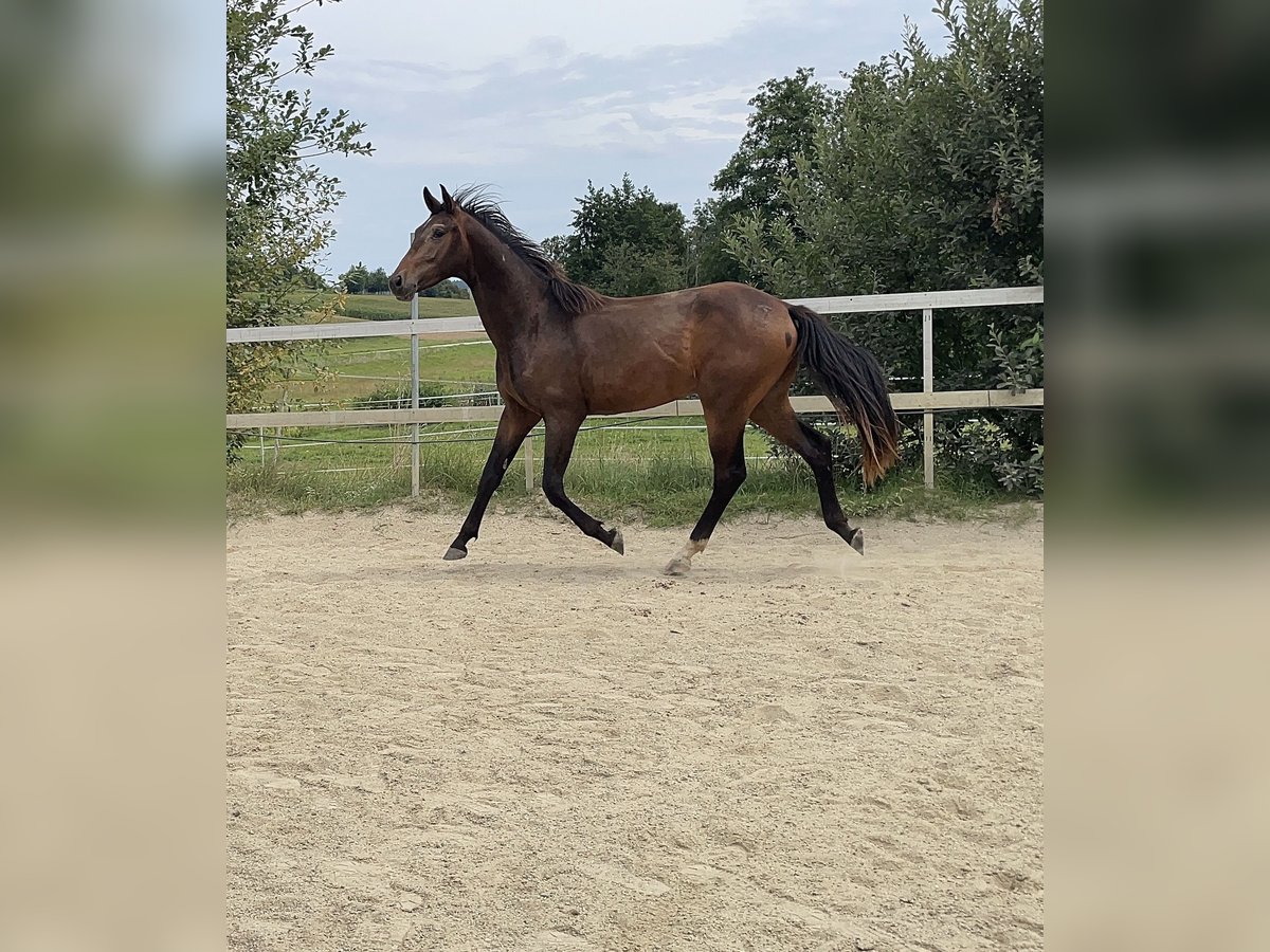 German Sport Horse Stallion 2 years 15,2 hh Bay-Dark in Johanniskirchen