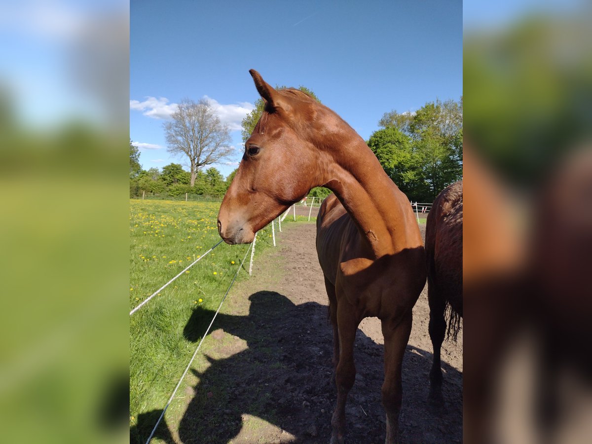 German Sport Horse Stallion 2 years 15,3 hh Chestnut-Red in Vi&#xF6;l