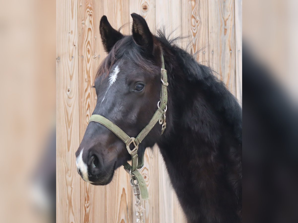 German Sport Horse Stallion 2 years 16,1 hh Black in Ebermannsdorf