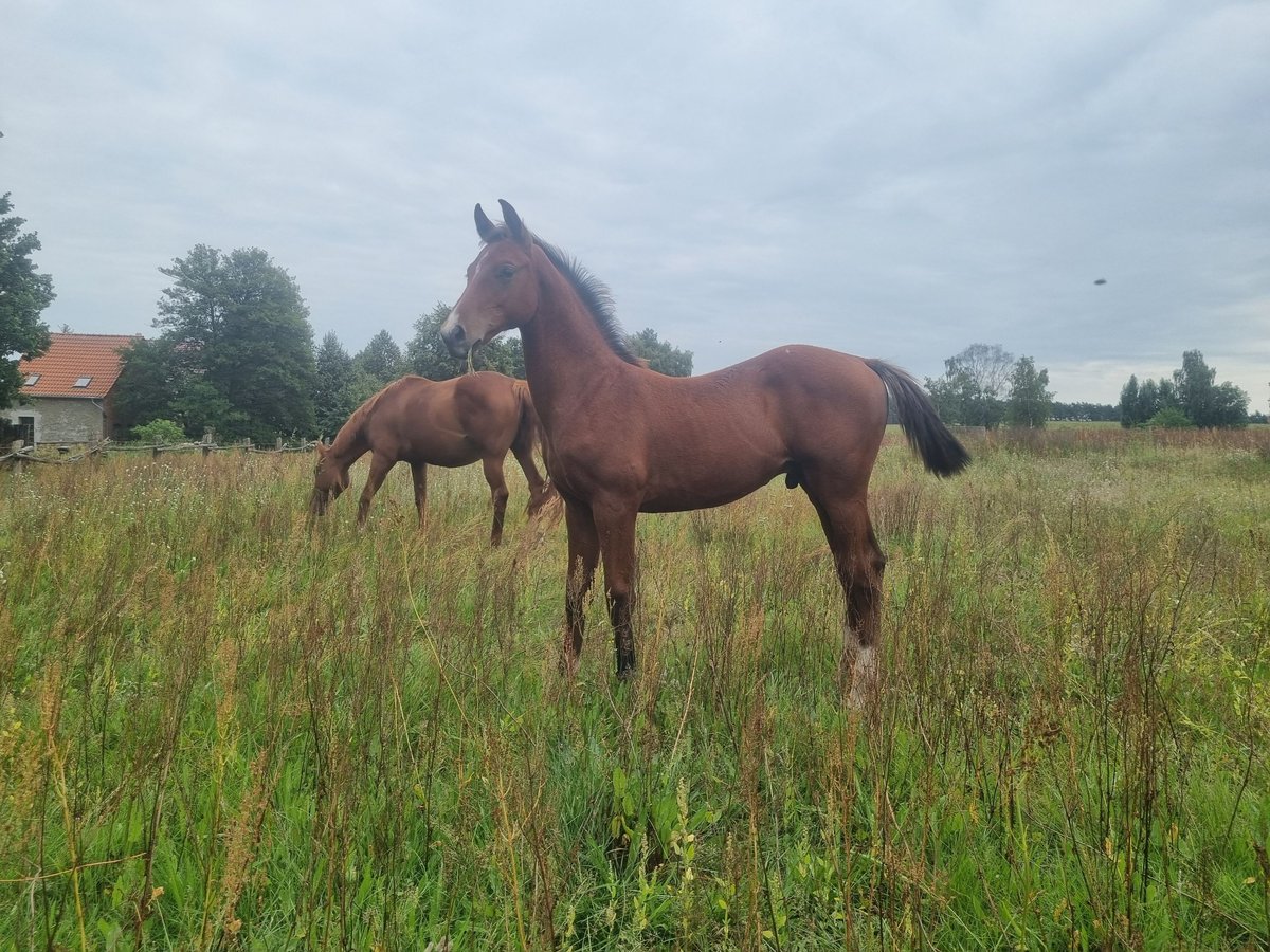 German Sport Horse Stallion 2 years 16,1 hh Brown in Burgstall