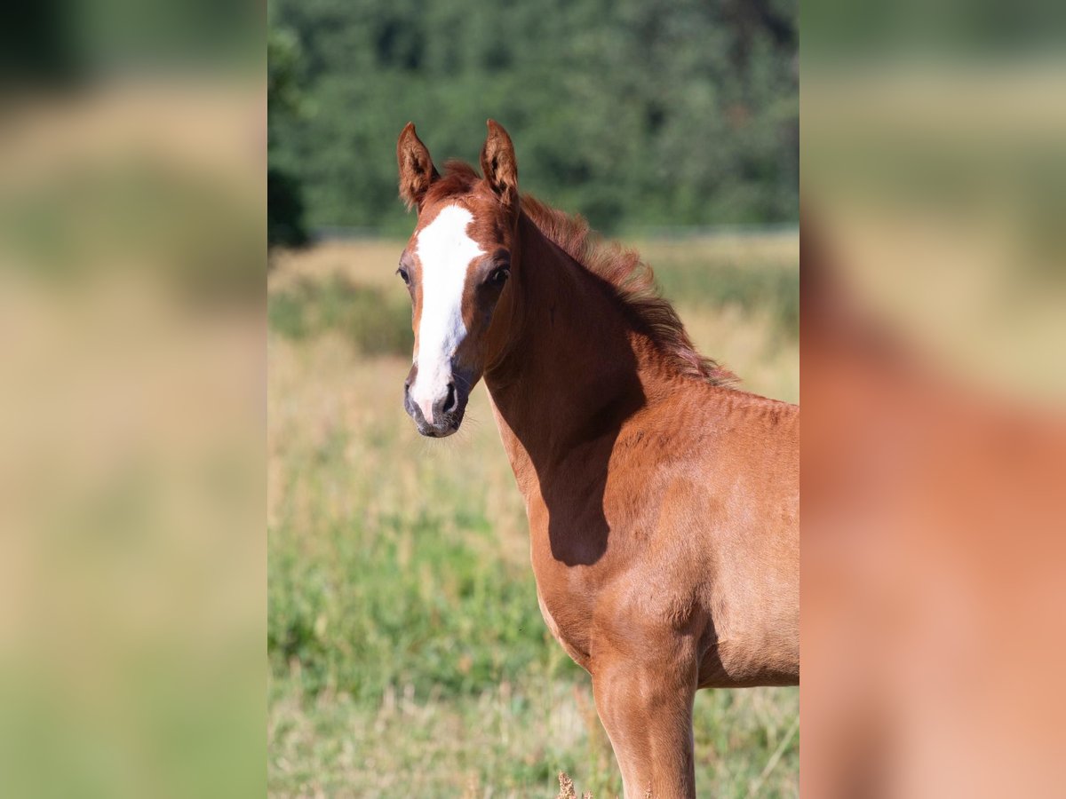 German Sport Horse Stallion 2 years 16,1 hh Chestnut-Red in Sperenberg