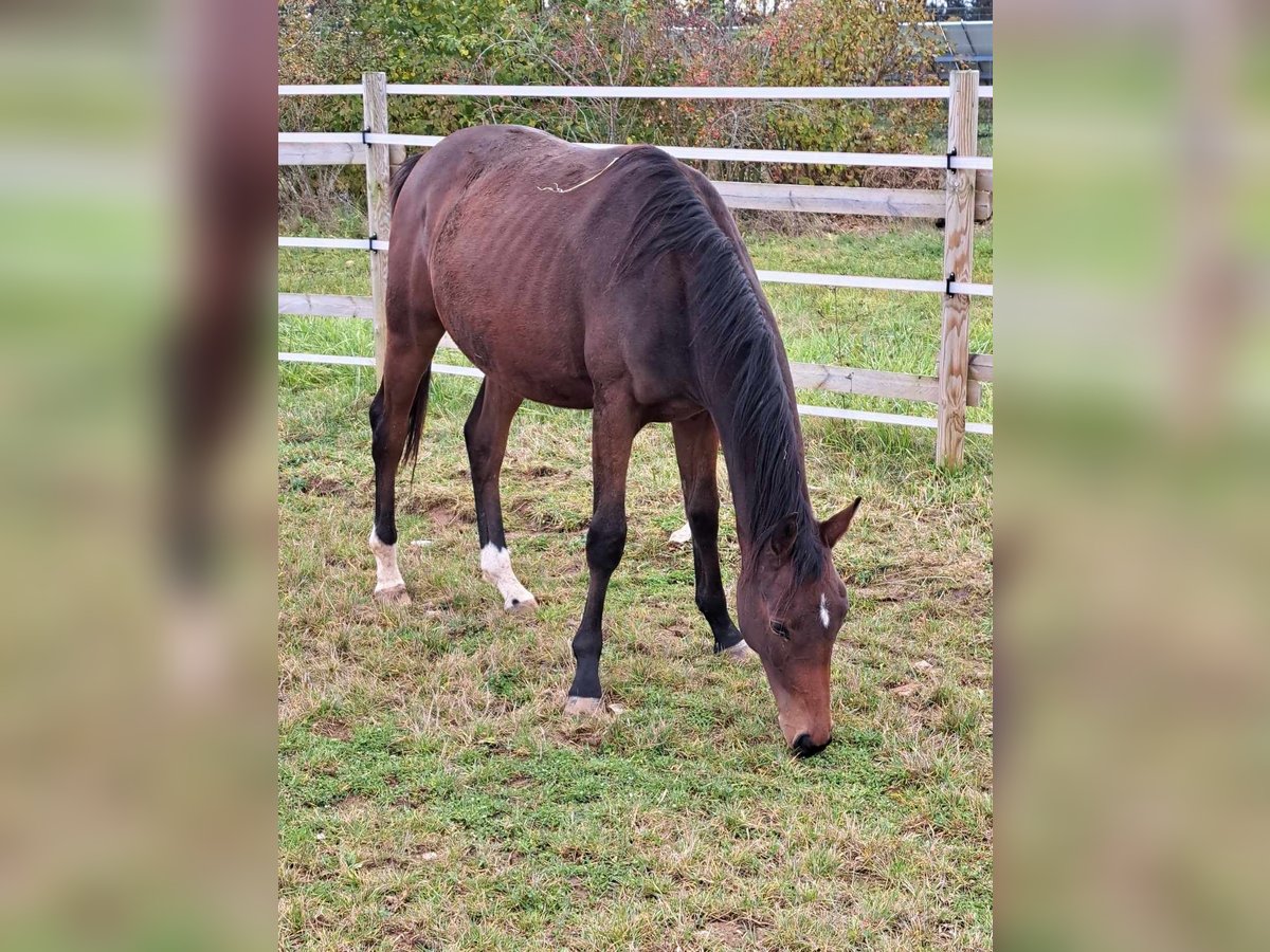 German Sport Horse Stallion 2 years 16,2 hh Brown in Greding