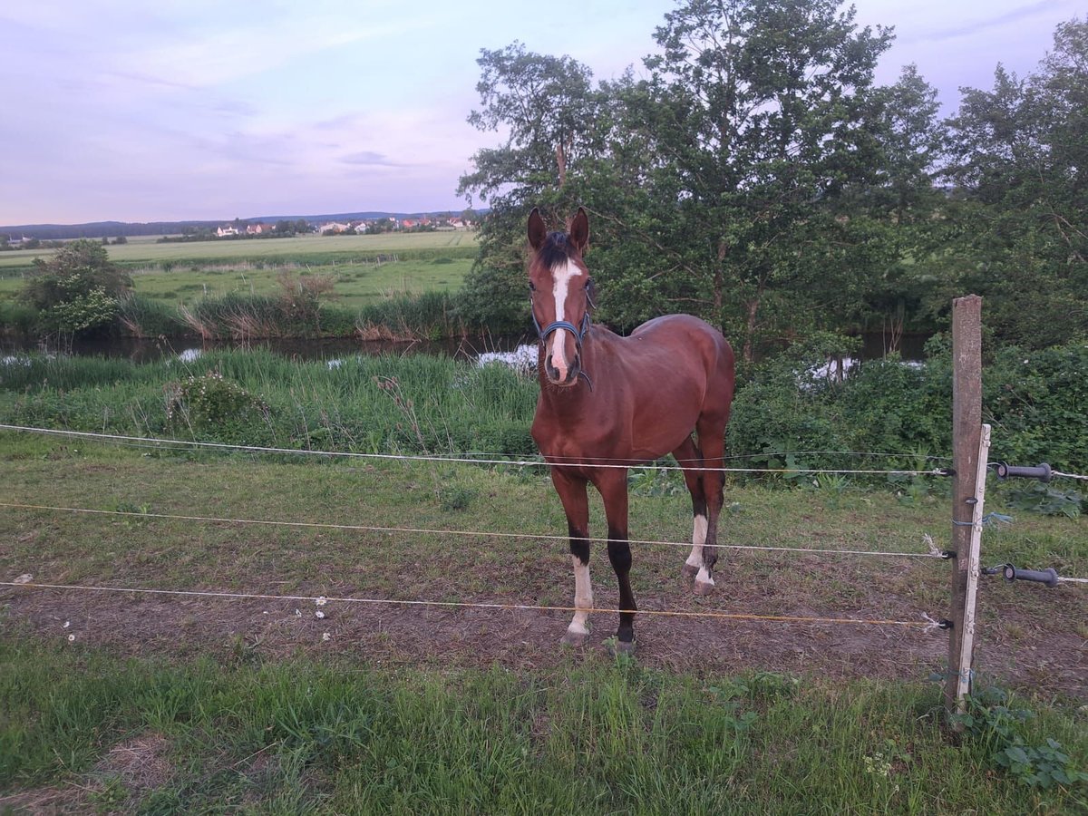 German Sport Horse Stallion 2 years 16,2 hh Brown in Reichenschwand