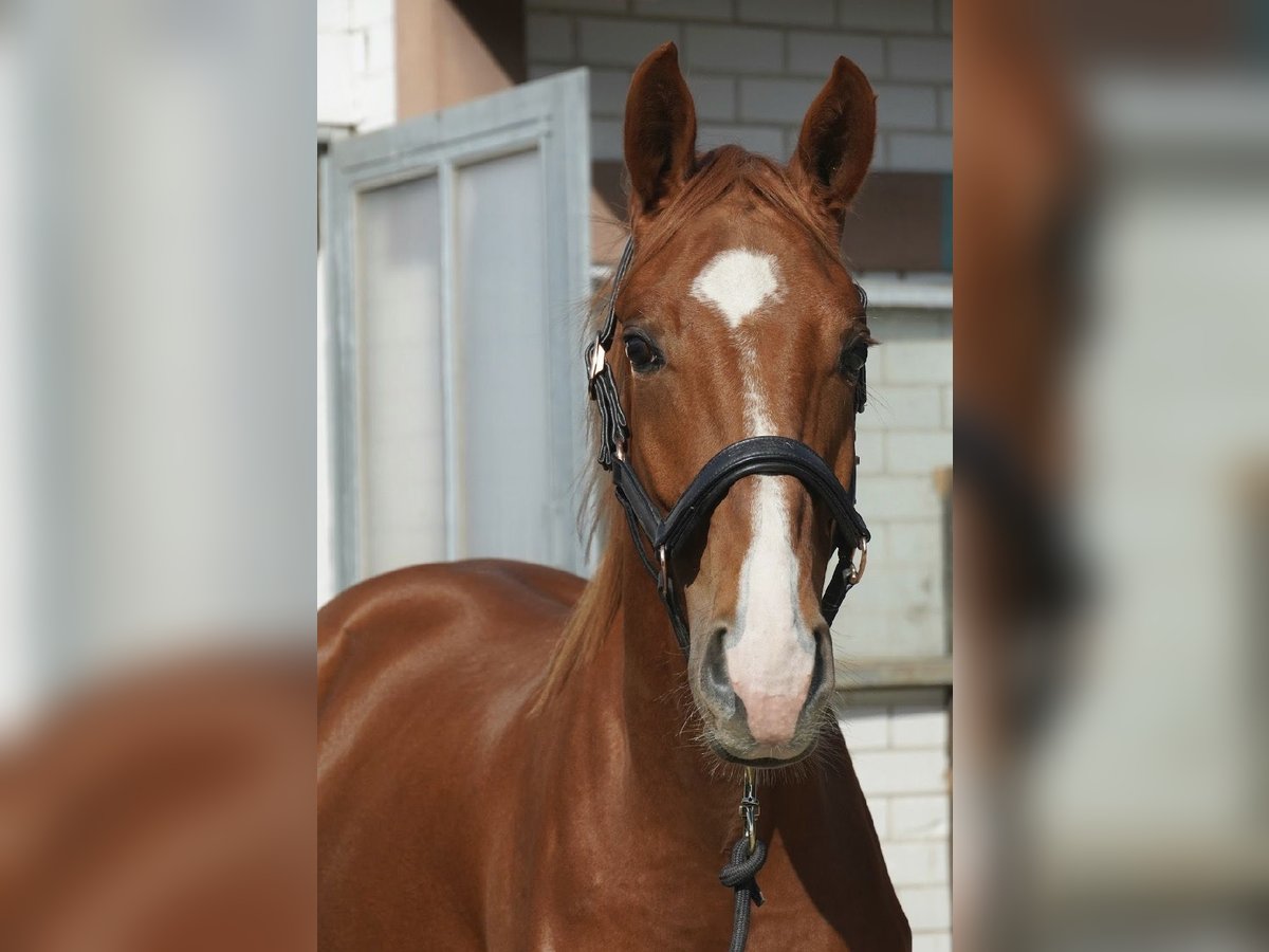 German Sport Horse Stallion 2 years 16 hh Chestnut-Red in Neumarkt in der Oberpfalz