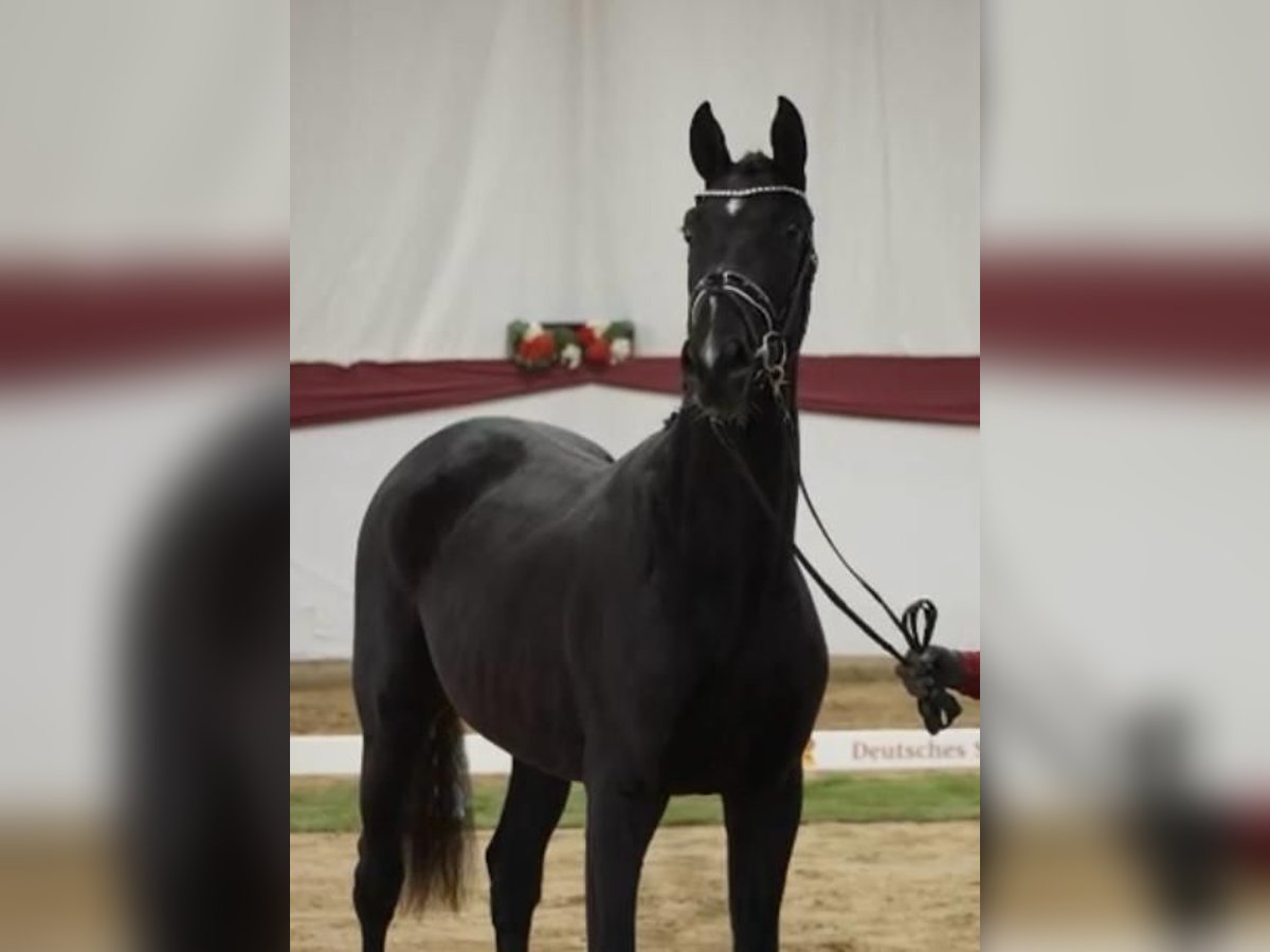 German Sport Horse Stallion 2 years 16,2 hh Black in Gomadingen