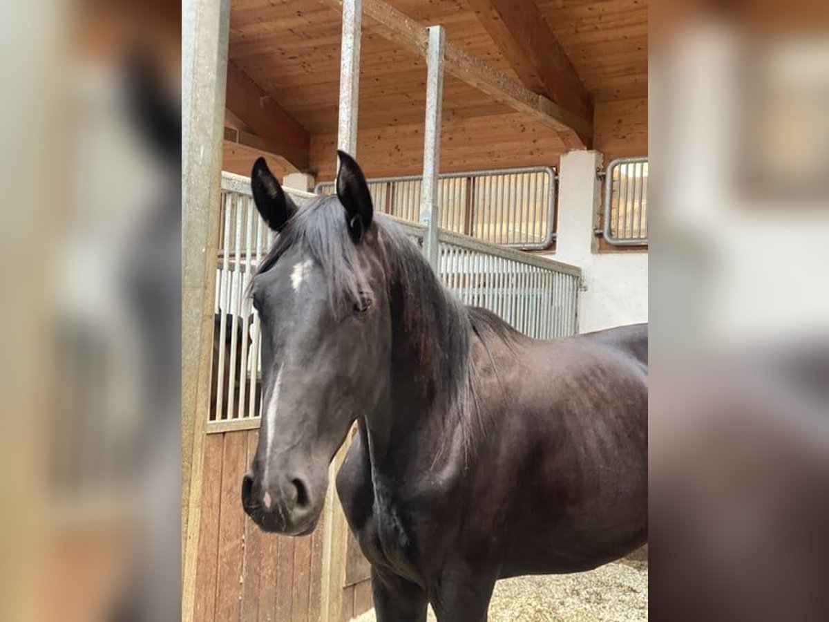 German Sport Horse Stallion 2 years 16,2 hh Black in Gomadingen