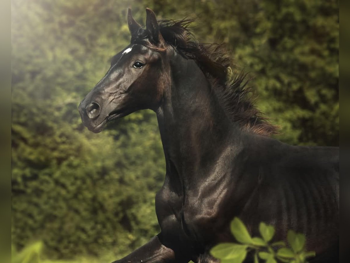 German Sport Horse Stallion 2 years 16,2 hh Black in Burgen