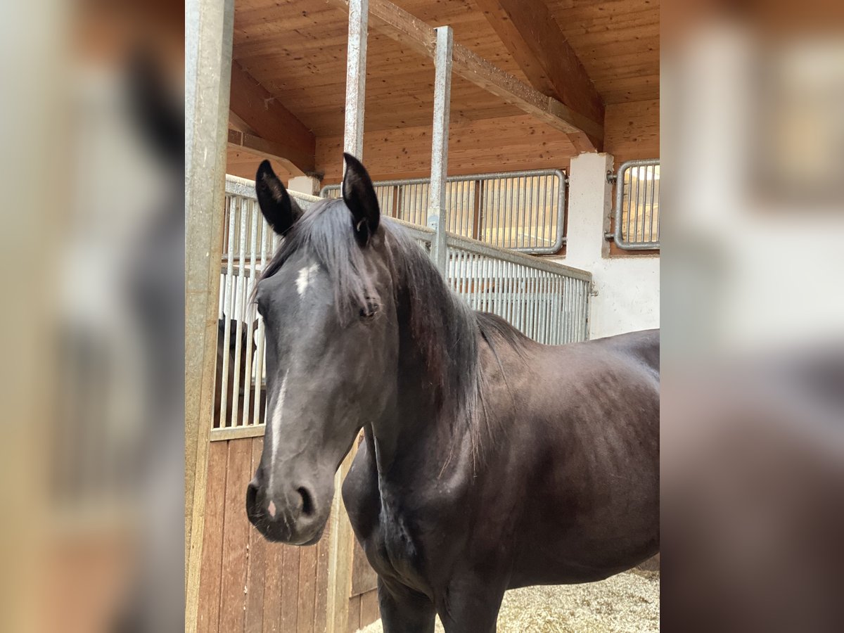 German Sport Horse Stallion 2 years 16,2 hh in Gomadingen