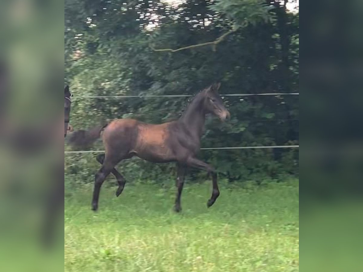 German Sport Horse Stallion 2 years Bay-Dark in Werbelow