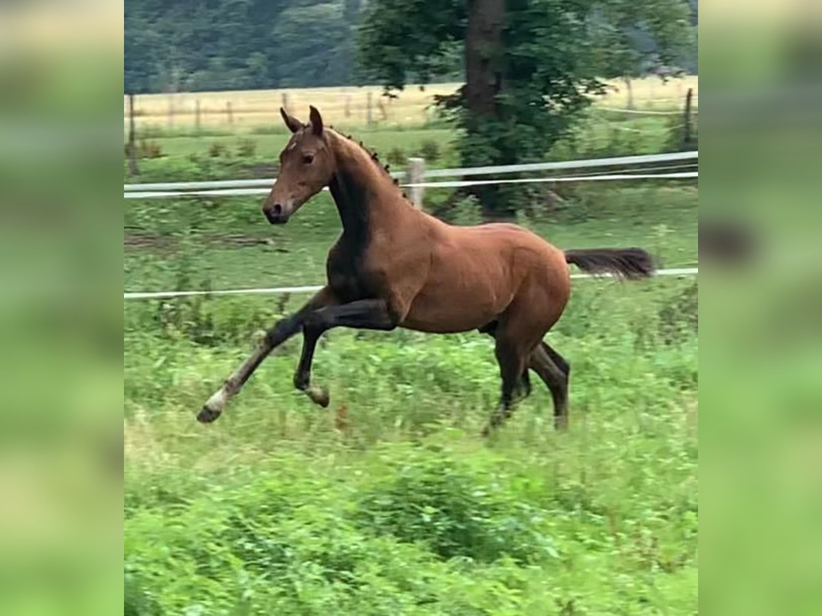 German Sport Horse Stallion 2 years Brown in Werbelow