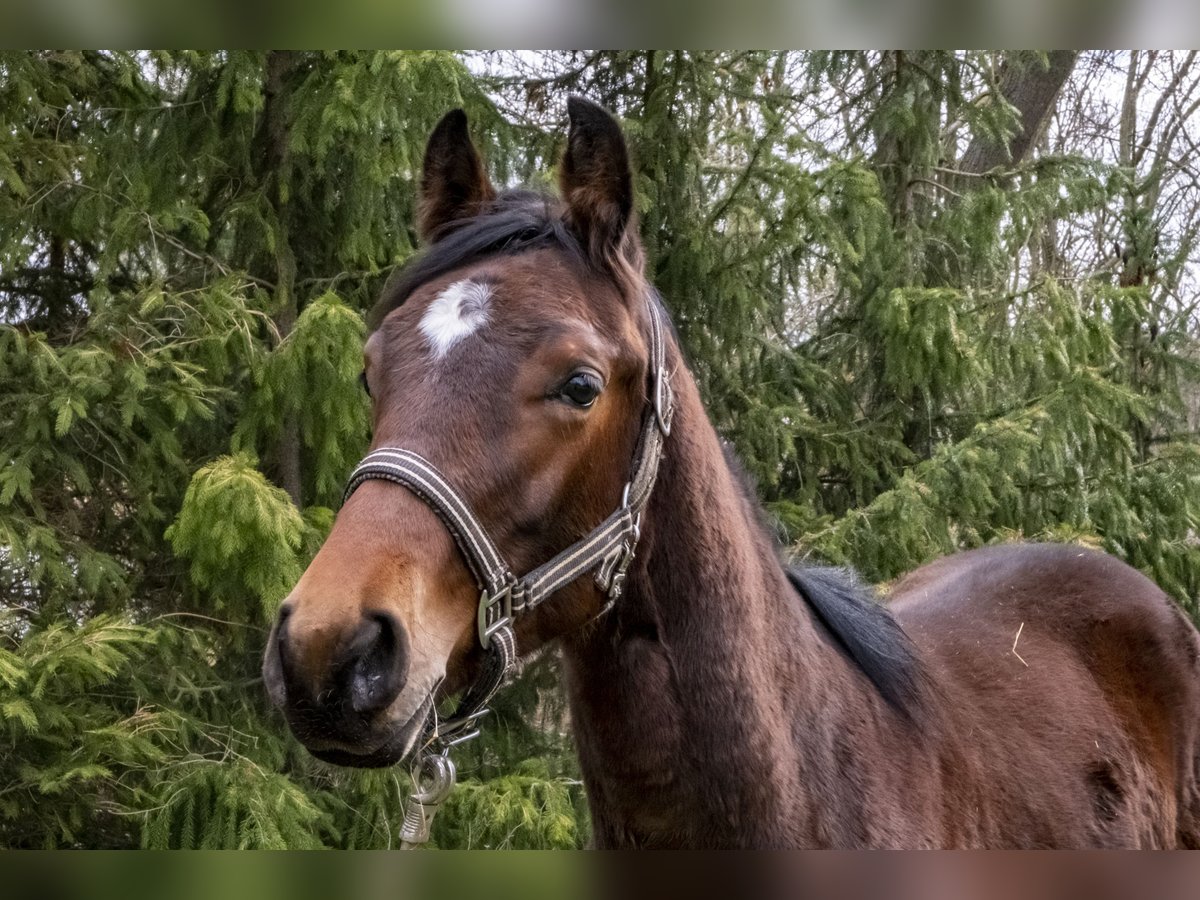 German Sport Horse Stallion 2 years Brown in Erfurt