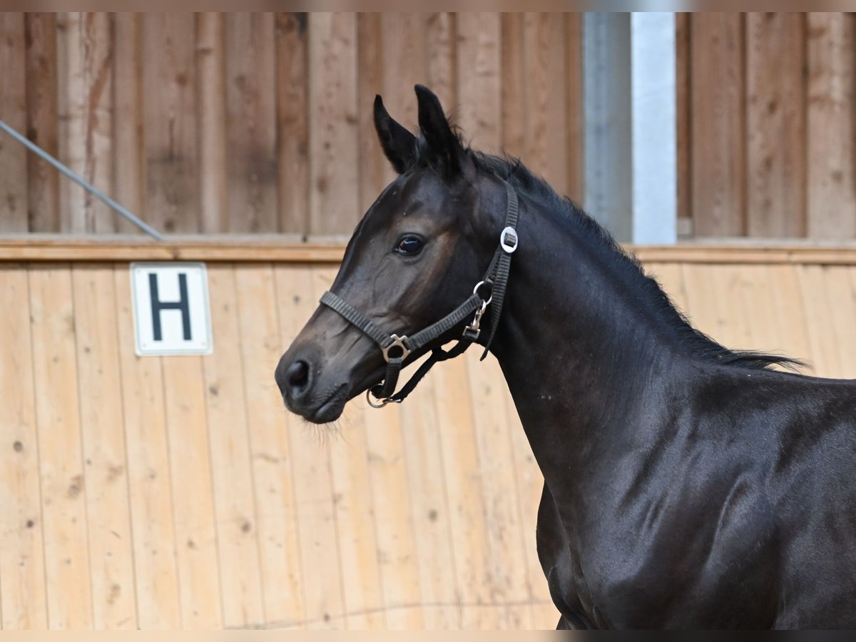 German Sport Horse Stallion 2 years Gray-Dark-Tan in Reichenwalde
