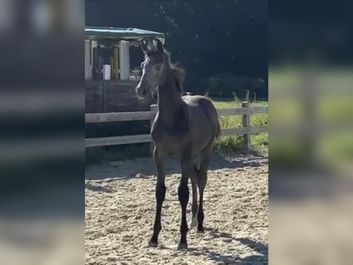 German Sport Horse Stallion 2 years Grey in Bad K&#xF6;nig